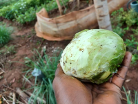 Image/produit/particulier/Caraib'Home Koudadja _115_115_Choux fleur5.jpeg